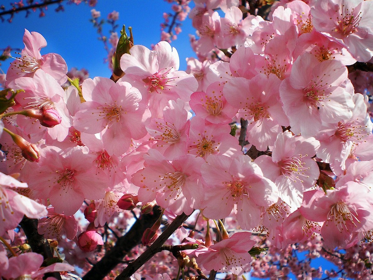 ⛰️ 가사산 정상 전망대 (가사야마 산초 텐보다이) 이미지 11